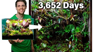 3,652 Day Journey of How a Terrarium Changed My Life