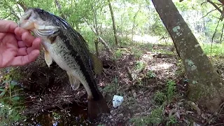 Nice bass with a Creature Craw....Lizard catches Big Snapping Turtle!