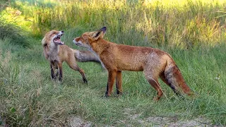 Foxes!!!.. an adventure of a lifetime...Must see..!!! Disneymoments to remember