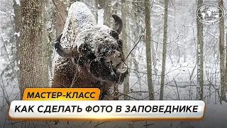 Как фотографировать животных в заповедниках| @Русское географическое общество
