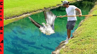 CATCHING GIANT Migrating INVASIVE FISH with MEGA NET in SHALLOW CLEAR WATER DITCH!