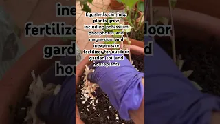 #Asmr Satisfying putting eggshells garden soil #youtubeshorts #sweetpotato #eggshell #fertilizer