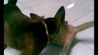 Dog & Cat (3).flv