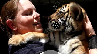 Endangered Tiger cubs cuddle keepers at San Diego Zoo - LOVE