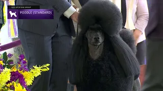 Poodles Standard | Breed Judging 2023