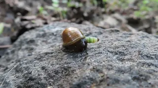 Leucochloridium paradoxum (Green-banded broodsac) - Eesti elurikkus