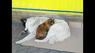 Кот и пёс охрана магазина)