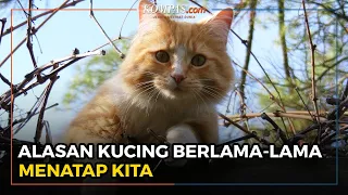 Kucing Berlama-lama Menatap Kita, Ini Alasannya