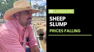 Sheep producers facing tough decisions | Landline | ABC News