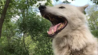 Beautiful Wolf, Powerful Howl