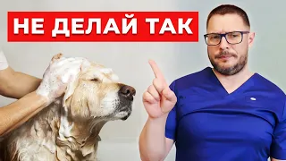 Ты НЕПРАВИЛЬНО моешь свою собаку! КУПАНИЕ СОБАК - Советы ветеринара