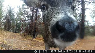 D Zone California Deer Hunting Trail Camera 2022-2023
