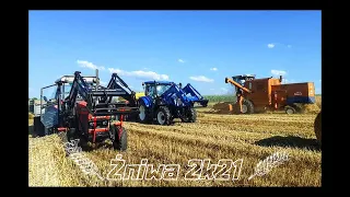 Żniwa 2k21. New Holland Vs Bizon 4 ciągniki na jednym polu 😱