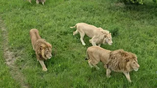 Беляшик примчался вторым, но мясо получил первым! Тайган Lions in Taigan