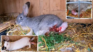 26 Kaninchenbabys sind heute geboren, leider haben es nicht alle geschafft