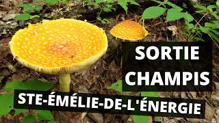 Cueillette et identification de champignons du Québec - Sortie champis à Ste-Émélie - 22/08/2020