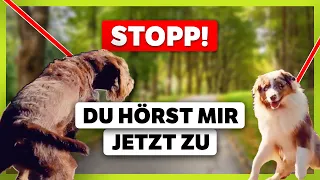 Stressige HUNDEBEGEGNUNGEN an der Leine – So setzt du deinem Hund klare Grenzen