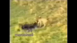 two eagle vs wolf