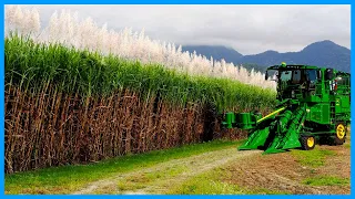 Growing and Harvesting Billions Tons of Sugarcane to make Sugar