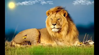 Lion king of jungle nature video