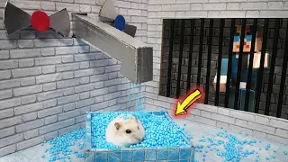 🐹Hamster Escapes the Awesome Sink Maze Obstacle Course🐹 for Pets in real life