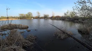 Не успел опустится поплавок на дно , как сразу потащило. Рыбалка  в камышах 2024