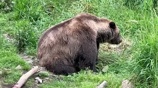 Fortress of the Bear in Sitka, Alaska