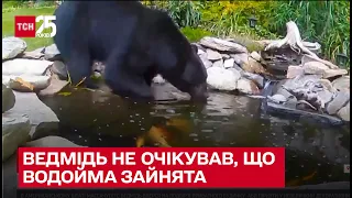 😯 Епічне відео. Ведмідь заліз у ставок на подвір'ї, але там уже хтось був