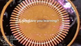 Amoeba NeuroComputing (Part 1) - 3/3 [True Slime Mold Physarum]