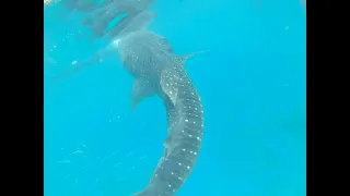 Swimming with Whalesharks in Cebu