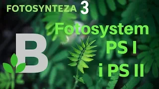 FOTOSYSTEM Y PS I i PS II - fotosynteza - KOREPETYCJE z BIOLOGII - 57