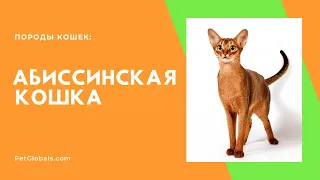 АБИССИНСКАЯ КОШКА (всё о породе)