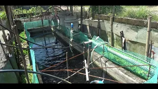 Solutions to a dirty or poor quality water of my fishpond