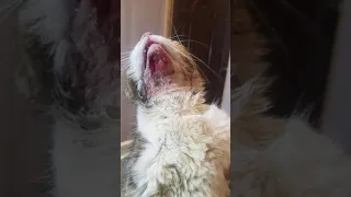 Broken jaw Fixation in cat(+923453776359)