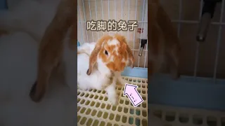 Bunny eating leg | 一只吃脚的兔子（小废片）