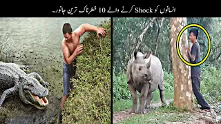 15 Unbelievable Animal Moments Ever | Haider Tv