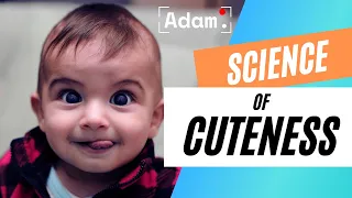 Why Do We Think Something Is Cute? | The Science of Cuteness