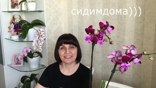 Пересадка двух чёрных орхидей... Эксклюзивные красавицы)))
