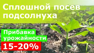 Сплошной посев подсолнуха. Прибавка урожайности 15-20%