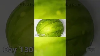 A WHOLE FING WATERMELON - My longest time lapse ever!