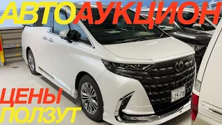 ЯПОНСКИЕ ТОРГИ 2024 ЯНВАРЬ / TOYOTA ALPHARD YARIS CH-R RUSH AURIS SUZUKI SOLIO JIMNY