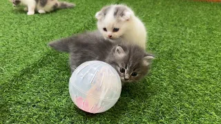 Cute Hamster: The protective ball helps hamsters comfortably roam safely next to the cats.