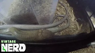 King Cobras Mating