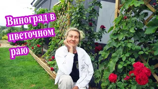 🔴🔴Виноградник затерянный в цветочном раю. Виноград в ландшафте. Ландшафтный дизайн.