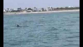 Dolphins having sex!
