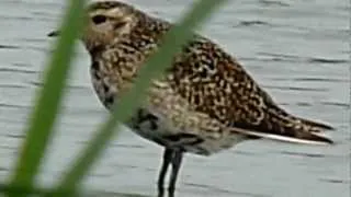 Pluvialis apricaria / European Golden Plover / Goudplevier / Pluvier doré / Goldregenpfeifer