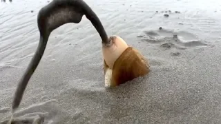 Amazing Catching Monster Razor Clams - Fastest Skills Catch Giant Geoduck