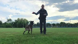 Команда «РЯДОМ»,малинуа,бельгийская овчарка, послушание, научи сам, все плюсы в дрессировке собак