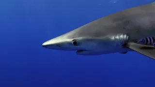 The Azores Underwater