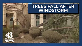 Tree damage follows after windstorm in Las Vegas